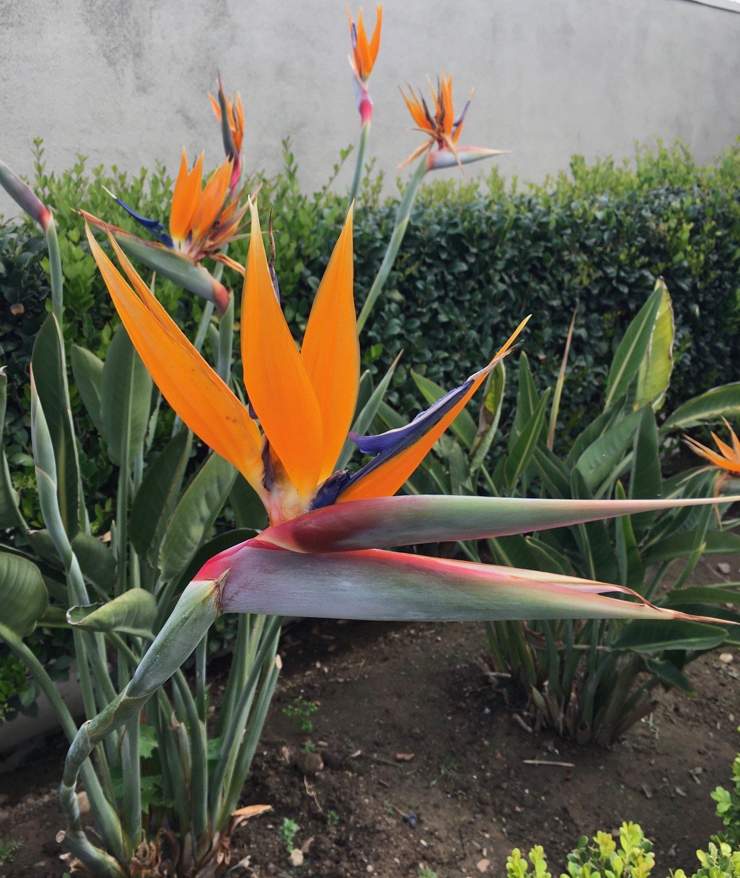 Americana Apartments Orange Gallery