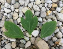 Two green leaves are sitting on top of a pile of rocks.