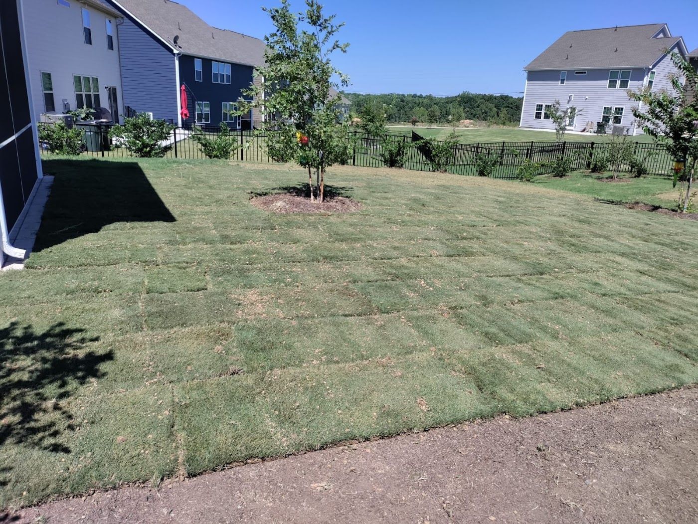 Newly sodded lawn in a residential backyard, with trees and neighboring houses visible under a blue sky.