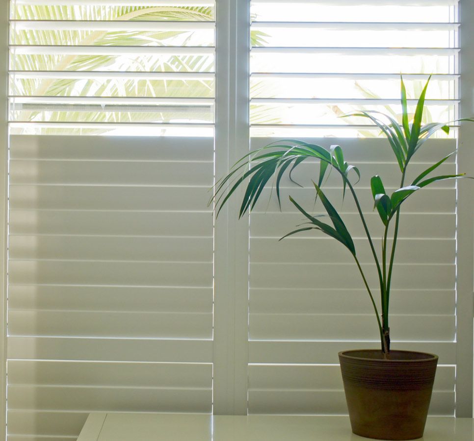 A Potted Plant Sits in Front of a Window With White Shutters — Budget Screens & Awnings in Lismore, NSW