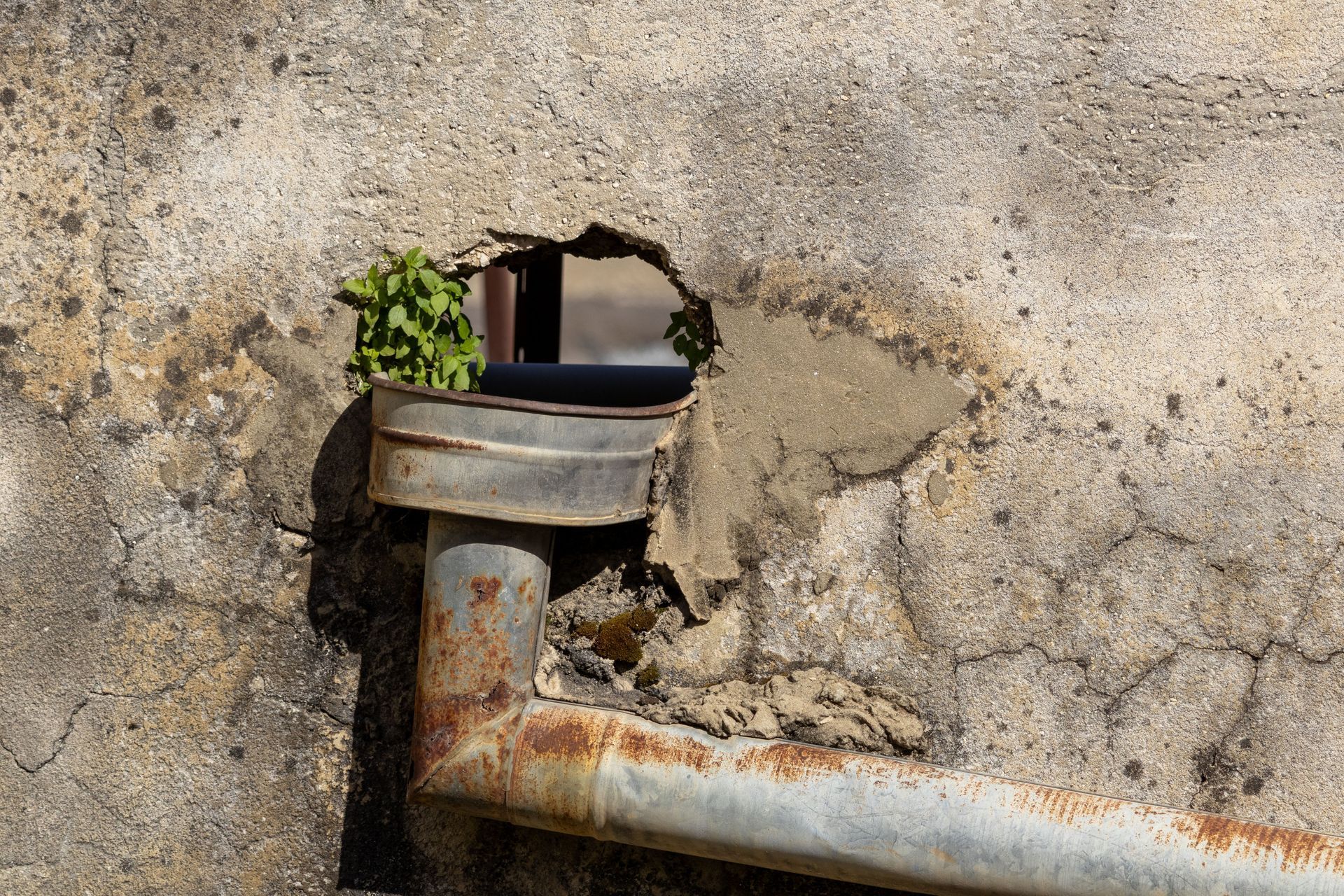 Rusty metal pipe on cracked concrete wall with a small hole and green plant growing through it