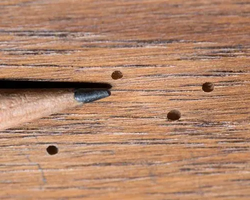 Powder Post Beetle Damage