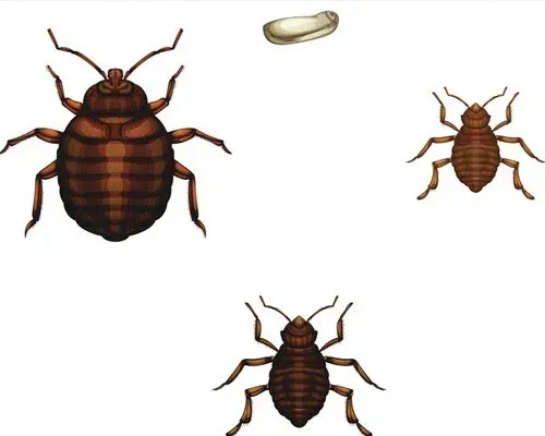 Bed Bugs Life Cycle