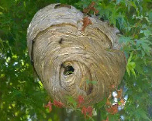 Bald Face Hornet Nest