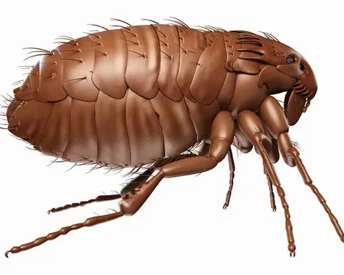 Cat Flea