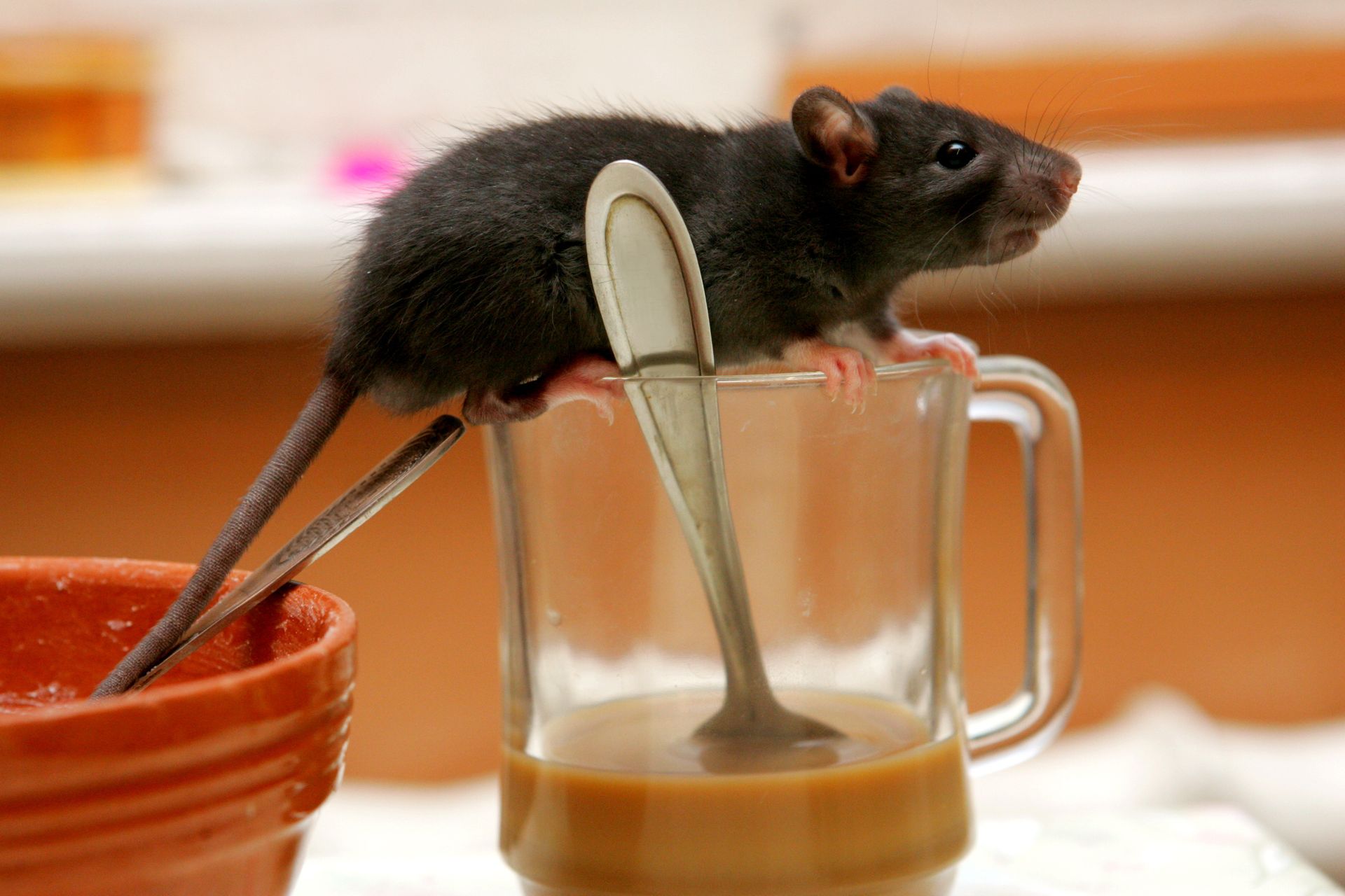 A mouse is sitting on top of a cup with a spoon in it
