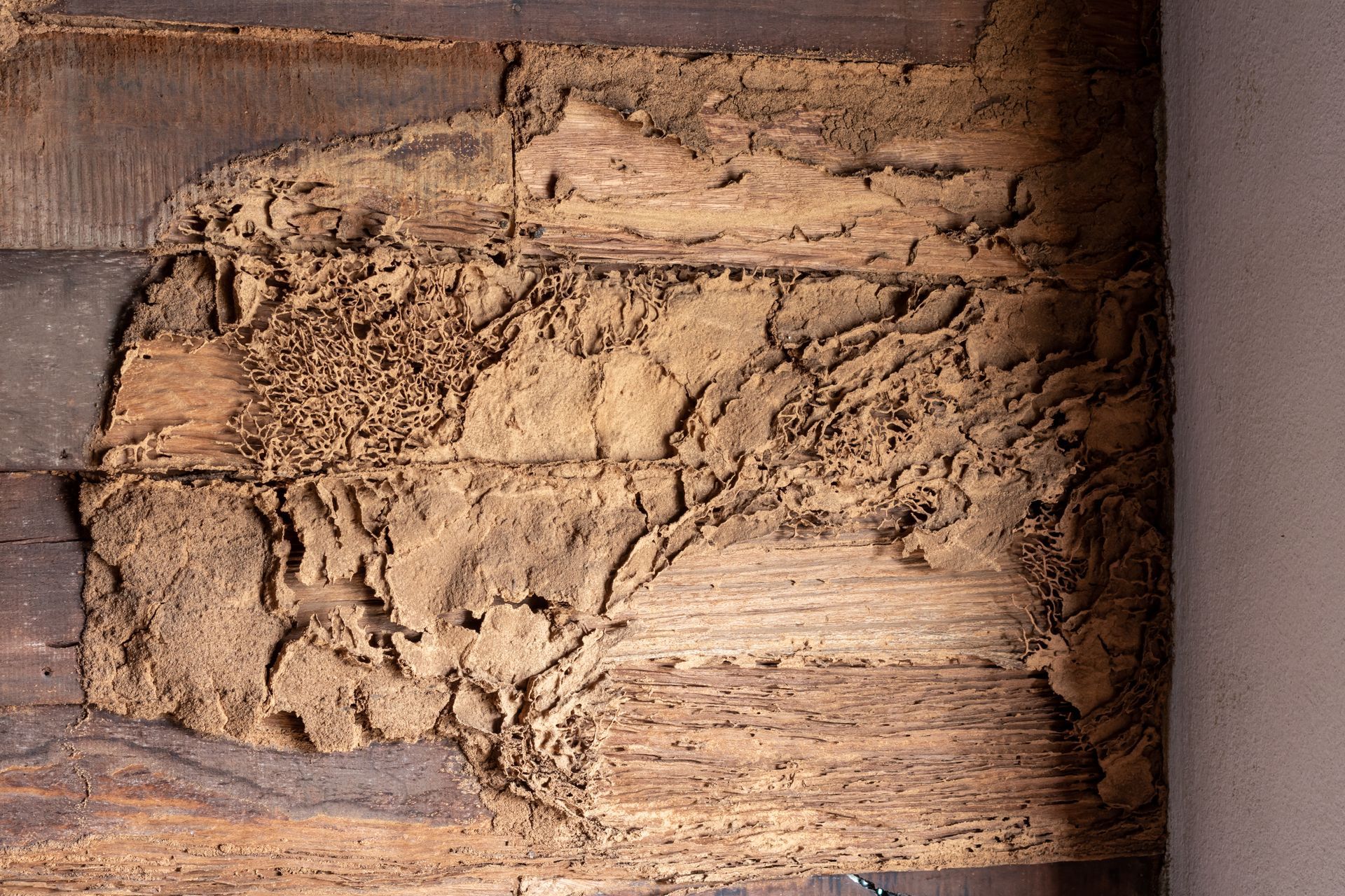 A close up of a piece of wood with termites eating it.