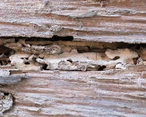 Termite Damage
