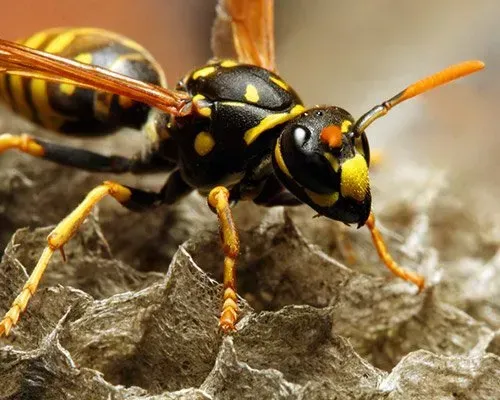 Wasp