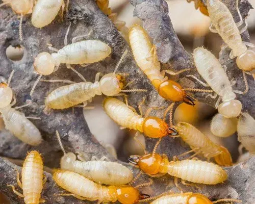 Termites