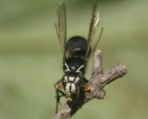 Bald Face Hornet