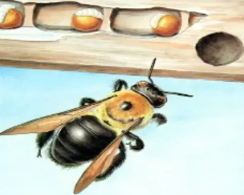 Carpenter Bee Nesting