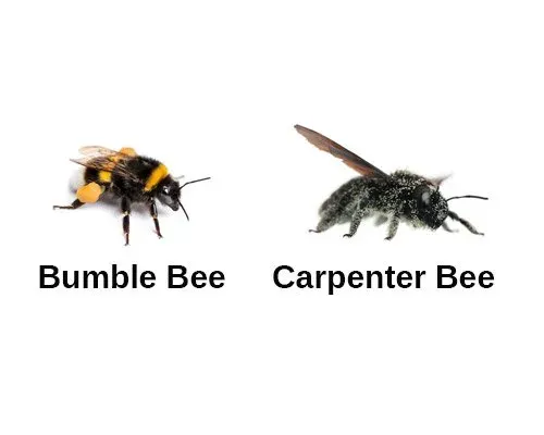 Bee Comparison