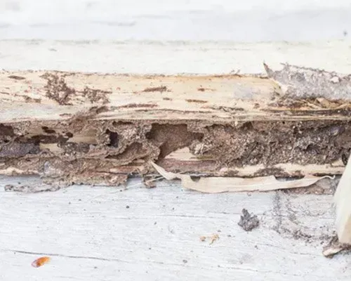 Termite Damage