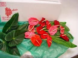 image of flowers