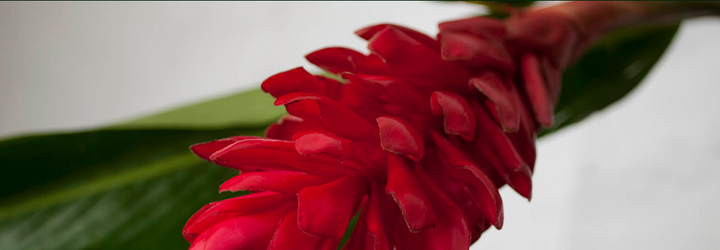 red flower