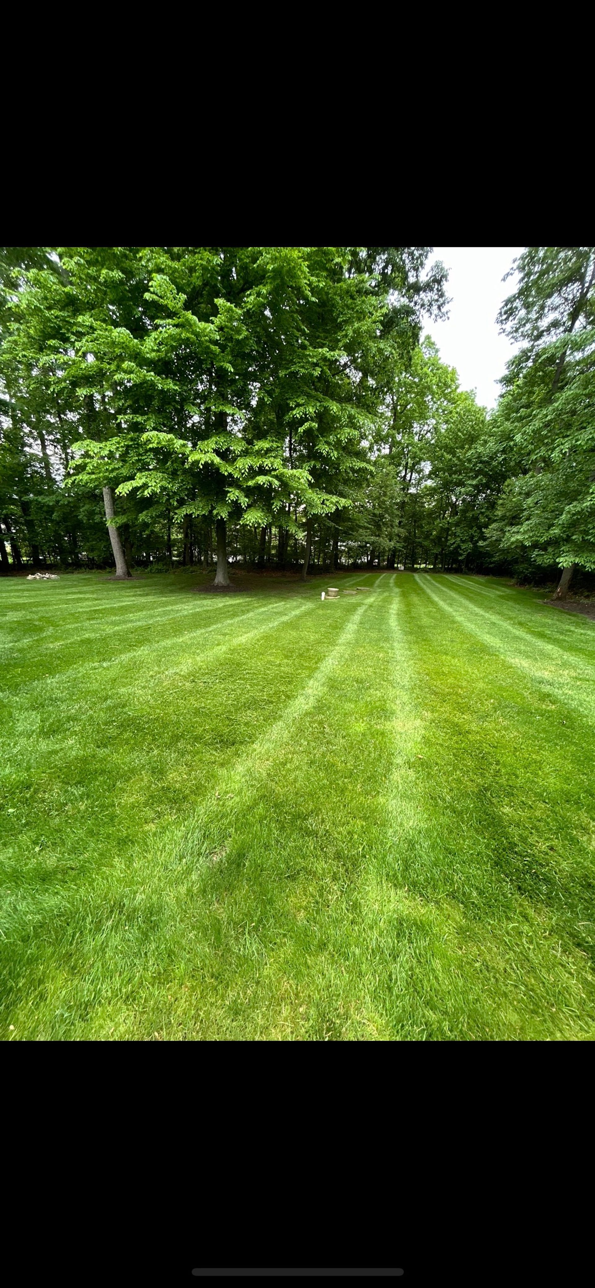 A lush green lawn with trees in the background.