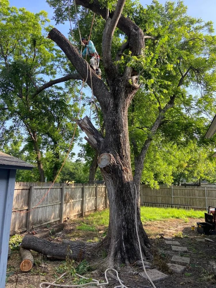 A tree service worker high in a tree, cutting limbs in a backyard with a wood fence.