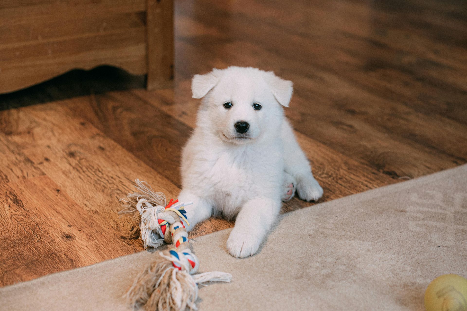 A fluffy white puppy lies on a wooden floor next to a colorful rope toy, looking directly at the camera.