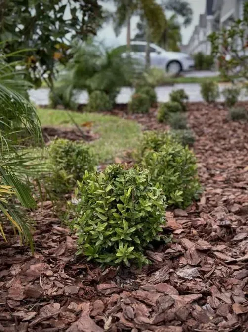 A bush is growing in a pile of mulch in a garden.