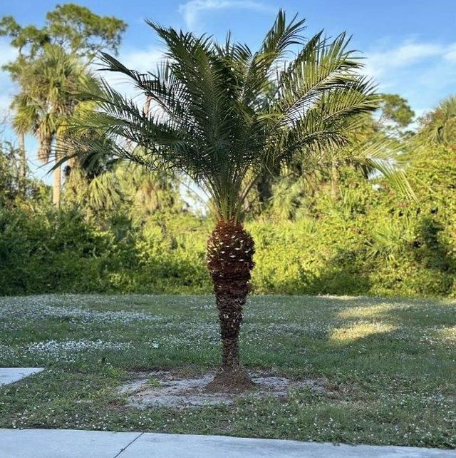 A palm tree is in the middle of a grassy field