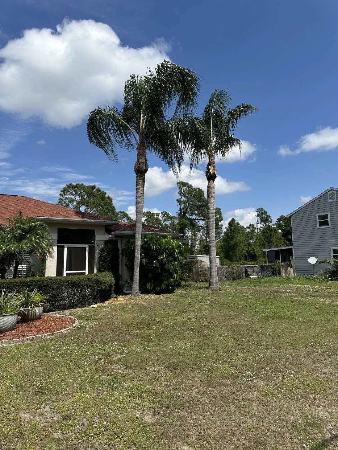 A couple of palm trees in front of a house on a sunny day.