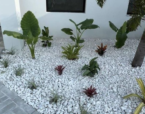 White gravel garden with small green and red tropical plants beside a building wall