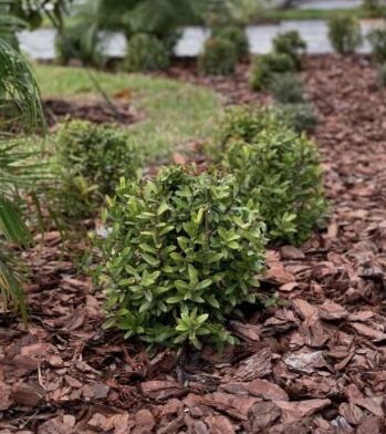 Small green shrubs planted in a mulched garden bed outdoors.