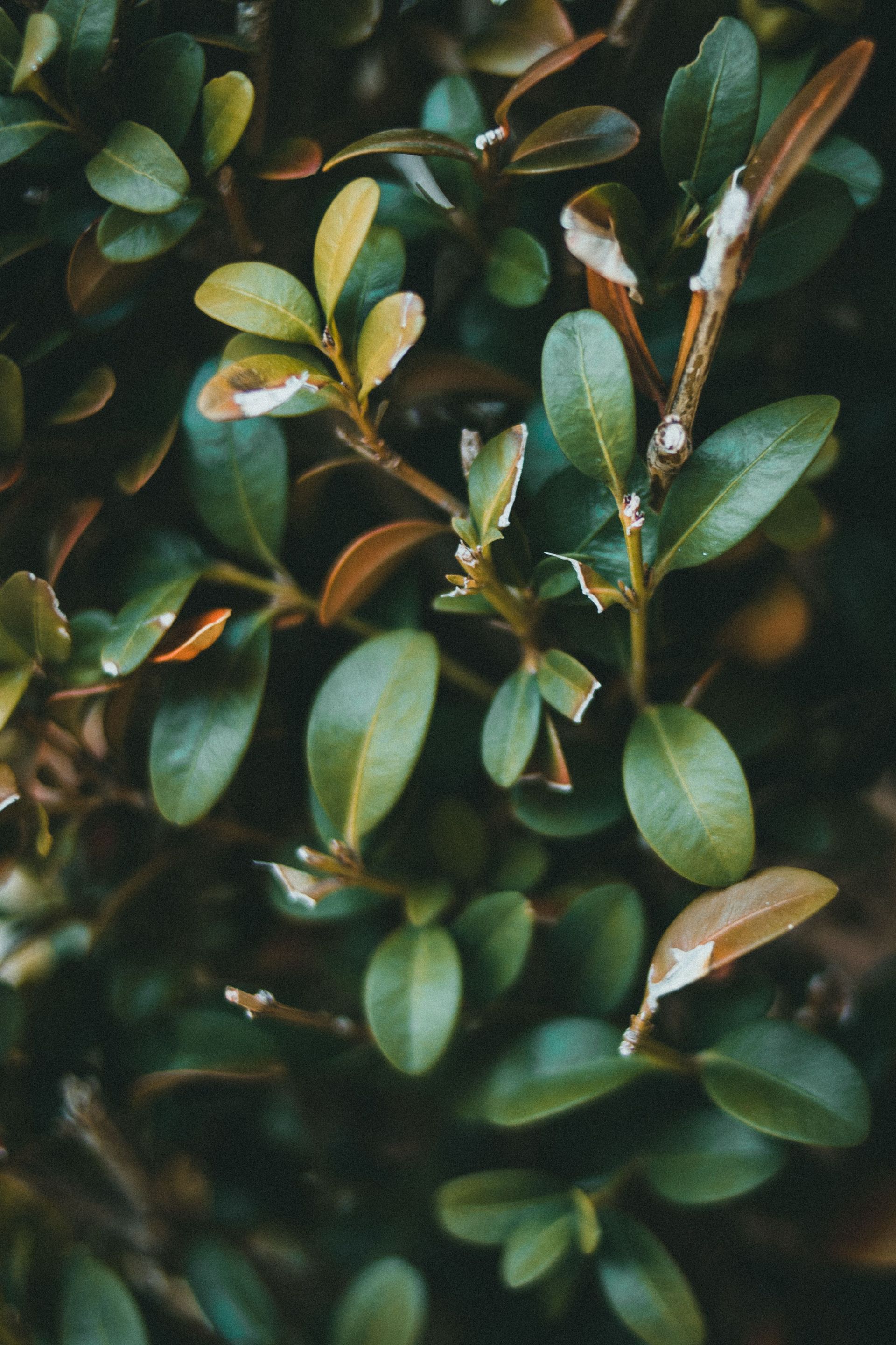 Close-up of glossy green leaves on a dark background