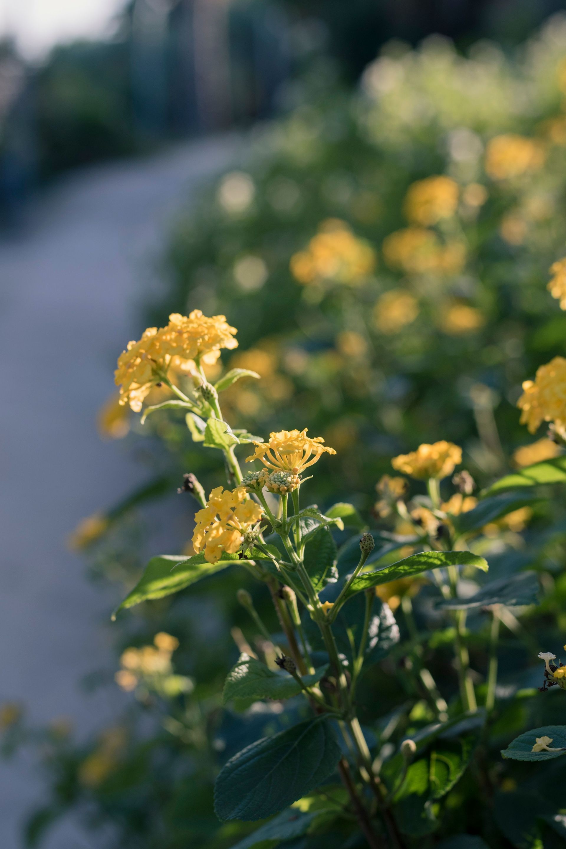 Yellow flowers growing beside a blurred garden path in soft sunlight