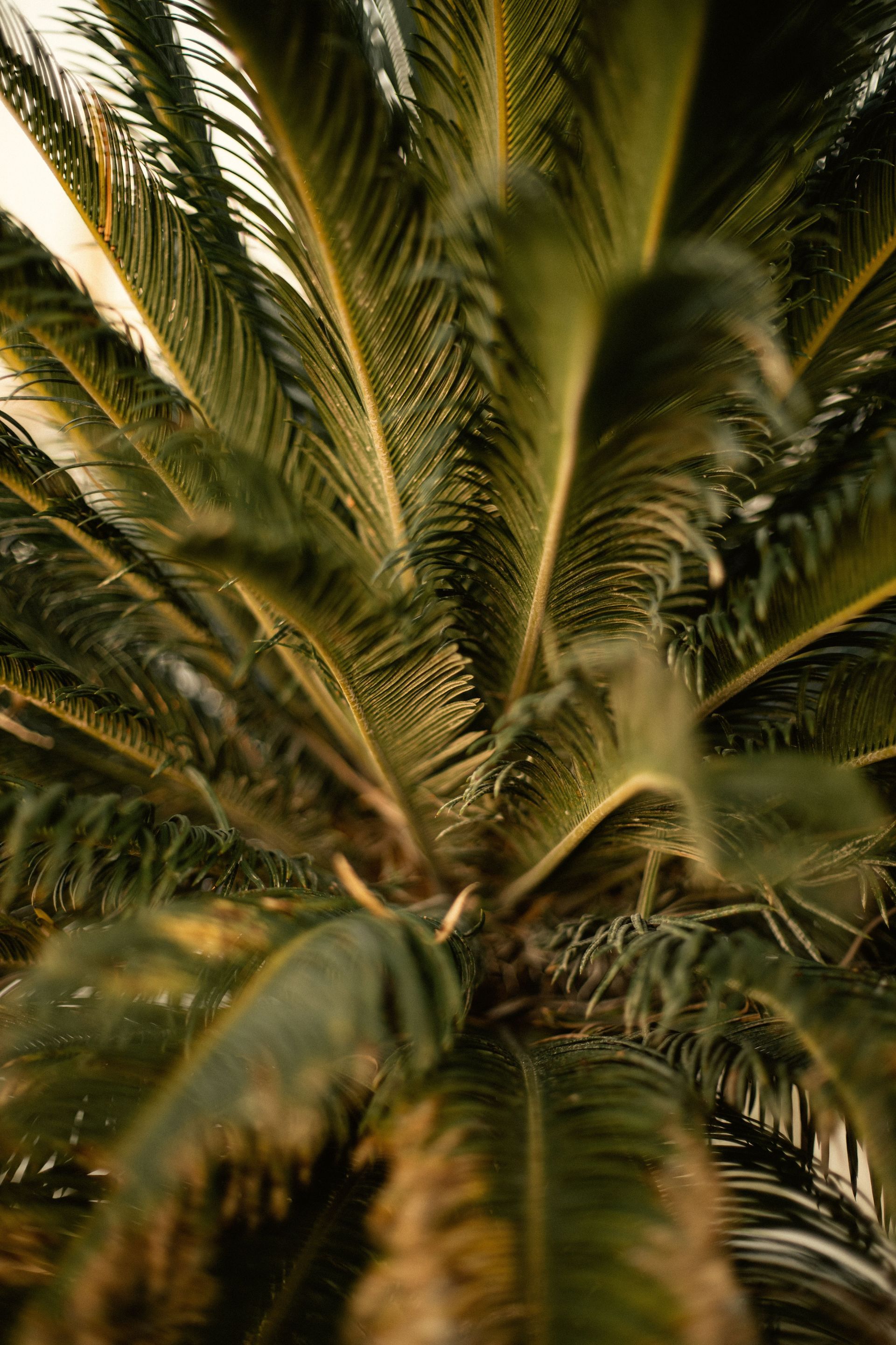 Close-up of green palm fronds against a warm, sunlit background