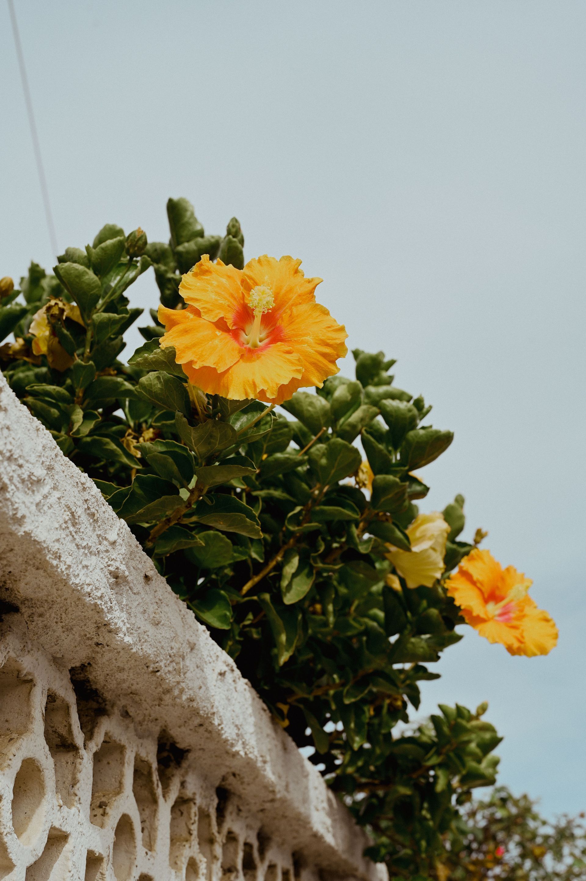 Yellow-orange flowers above a stone wall against a pale sky