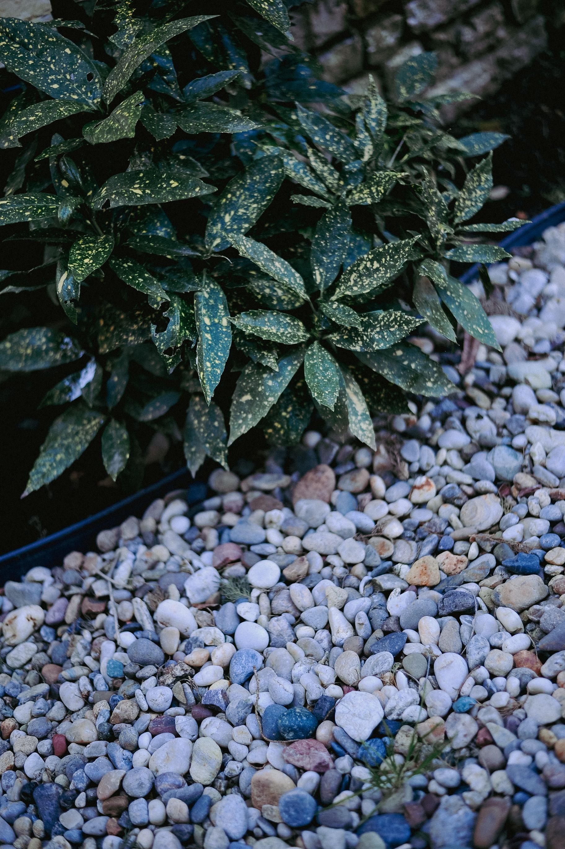Dark green leafy plant over a bed of small blue, gray, and white pebbles
