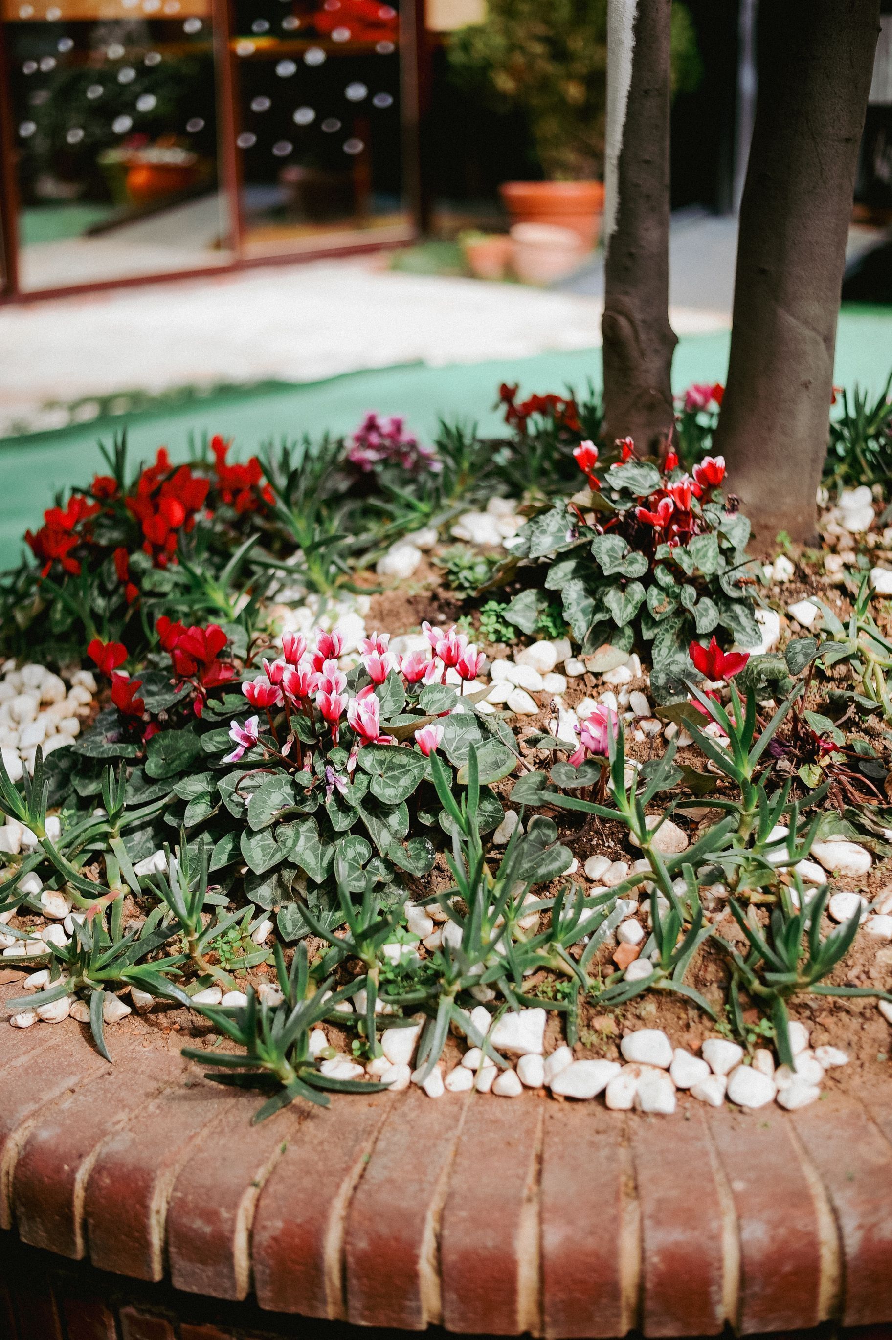 Flower bed with red, pink, and white blooms in a brick planter near a tree and walkway