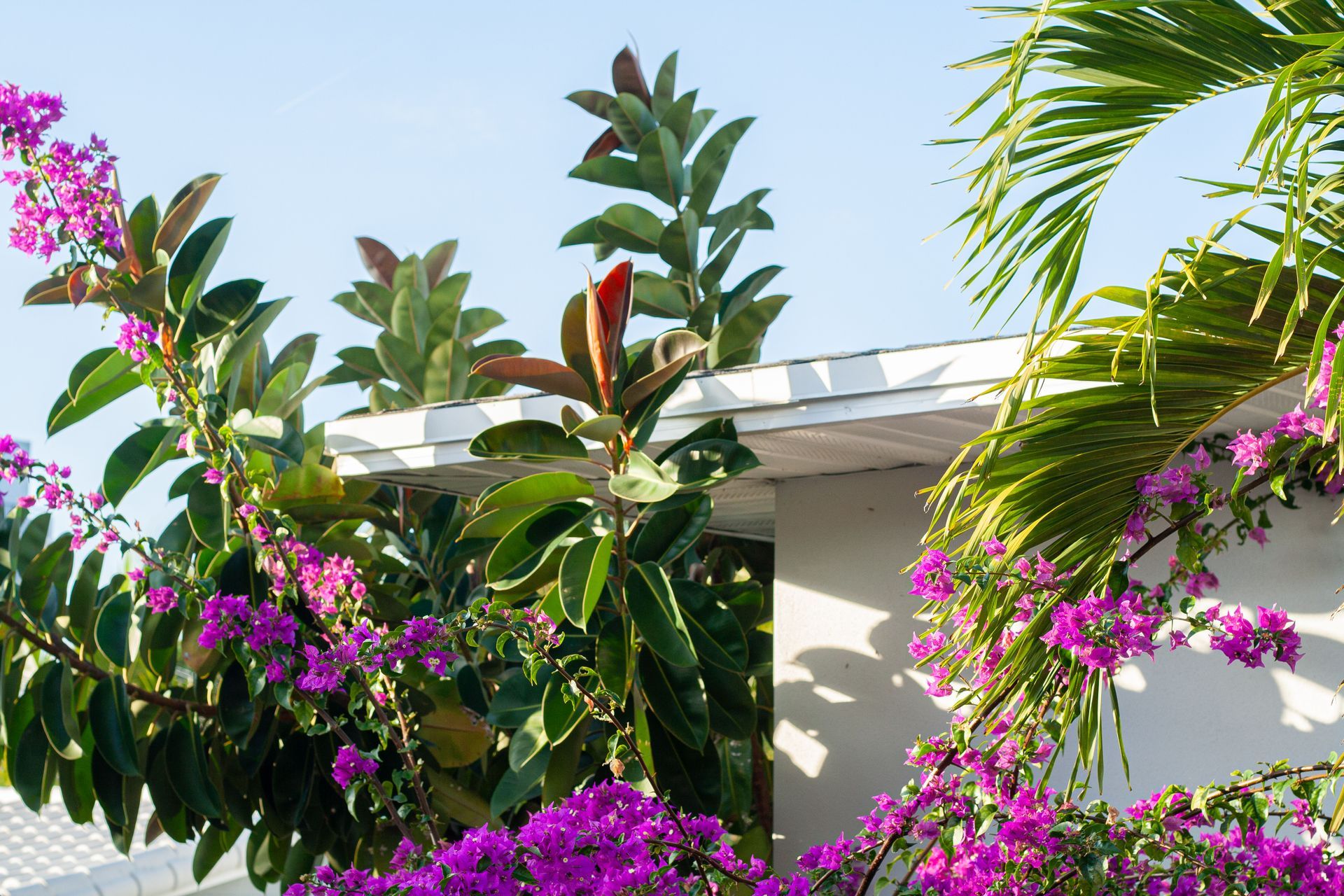 Tropical garden with pink flowers and green foliage around a white building under a blue sky