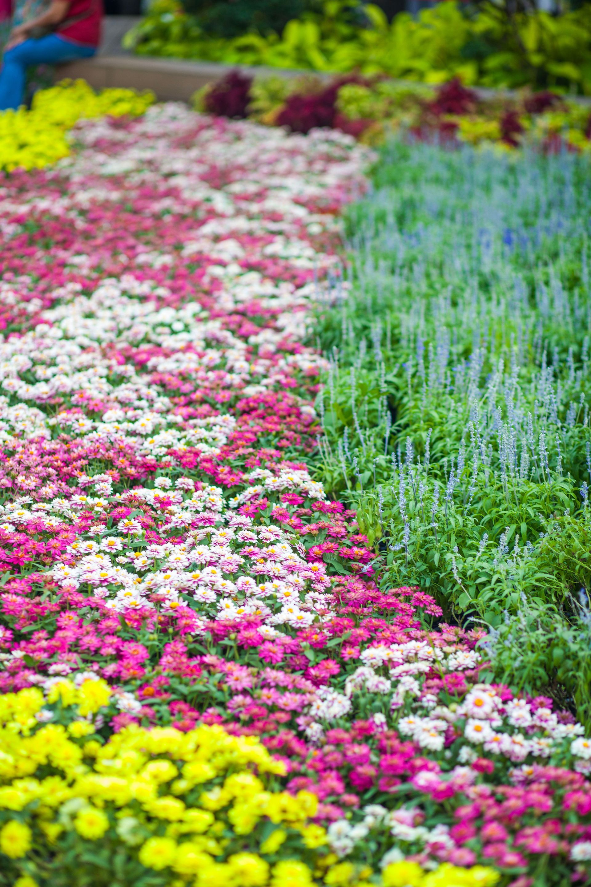Colorful flower garden with pink, white, yellow, and purple blooms in neat rows