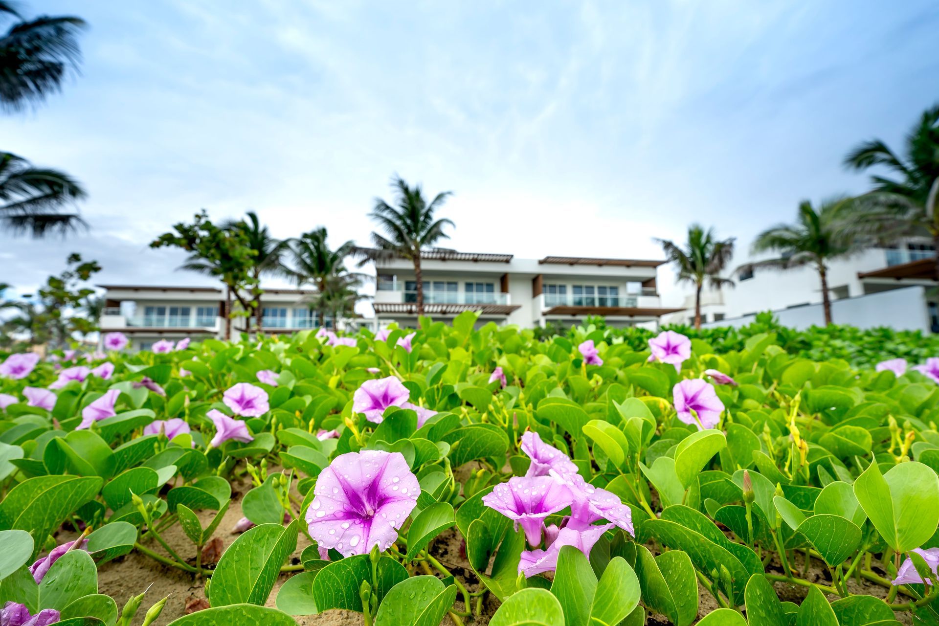 Pink flowers blooming in front of a white seaside resort with palm trees and blue sky