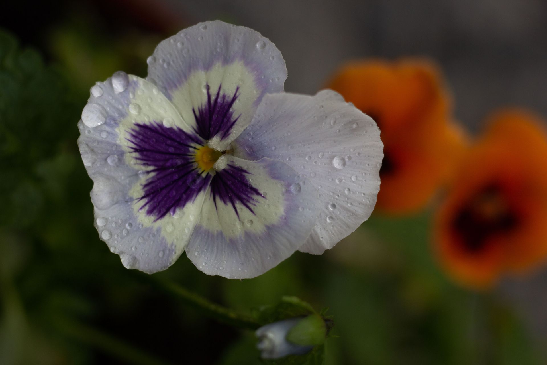 White flower with purple center covered in water droplets, with an orange blurred flower in the background