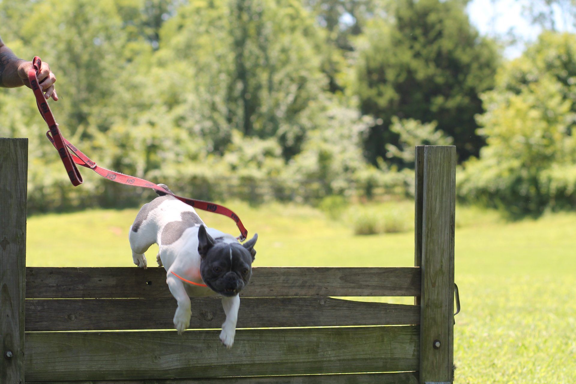 Dog Training in Chattanooga, TN Good Citizen K9