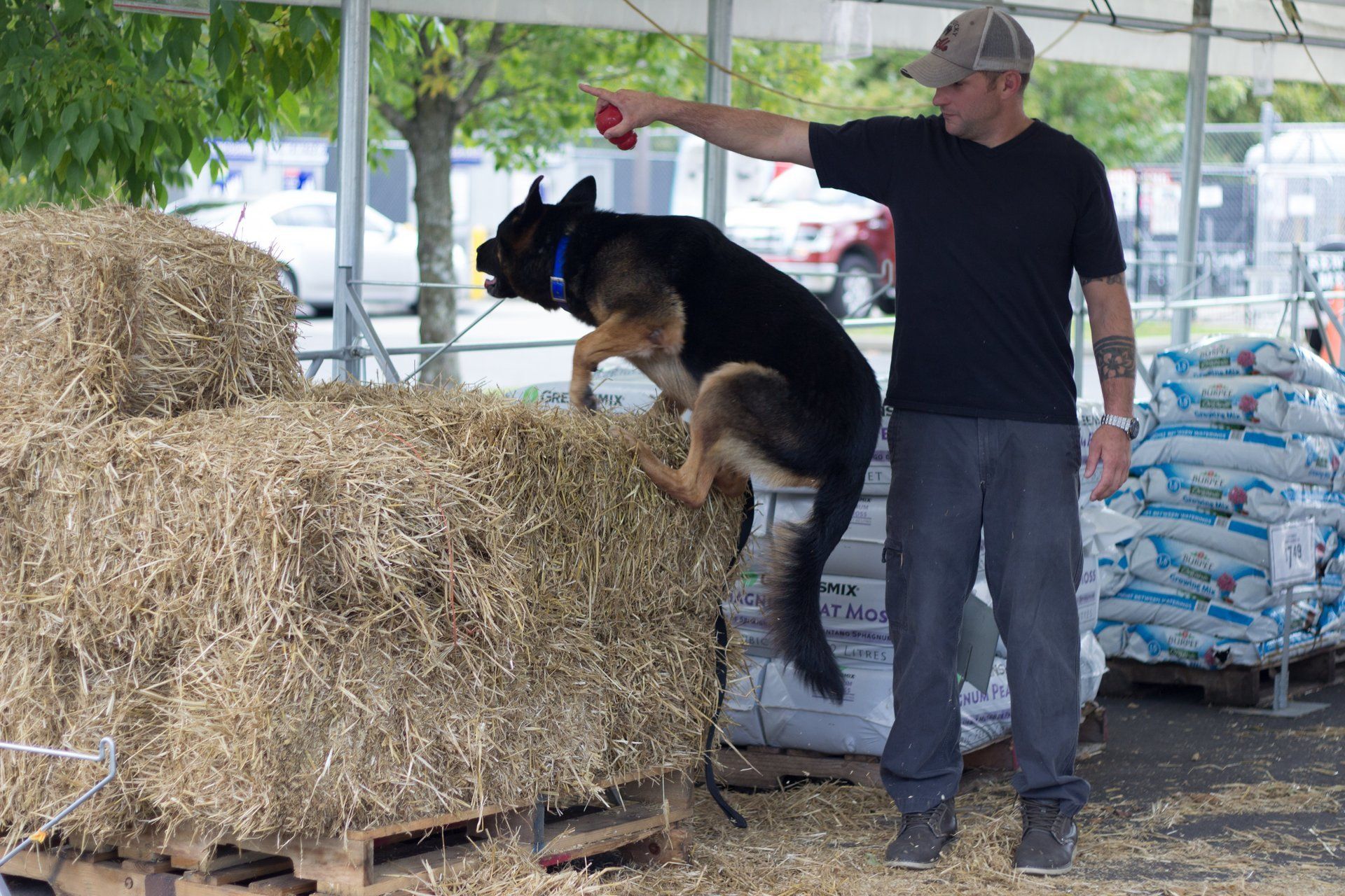 Dog Training Chattanooga