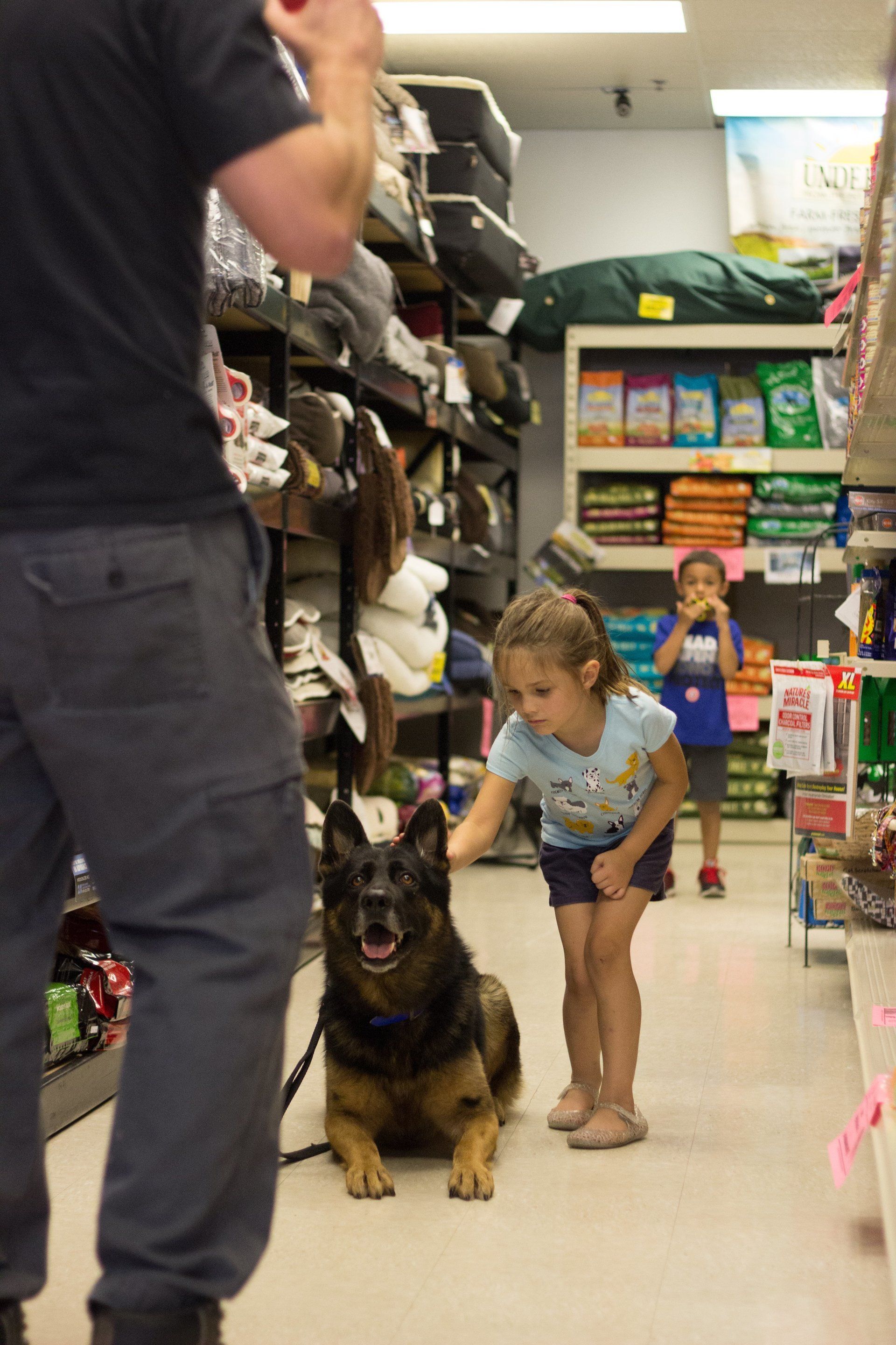 Dog Training Chattanooga