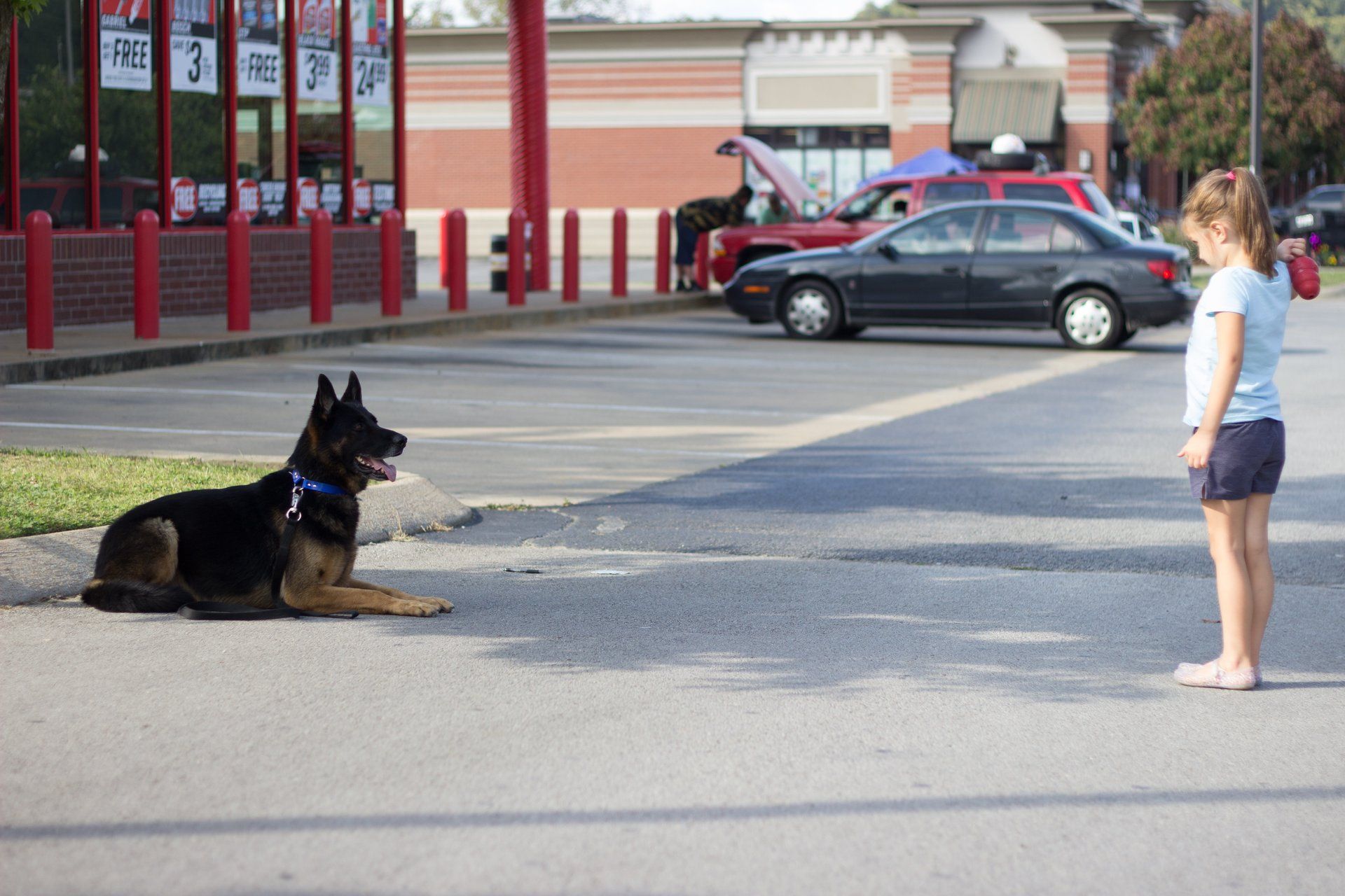Dog Training Chattanooga