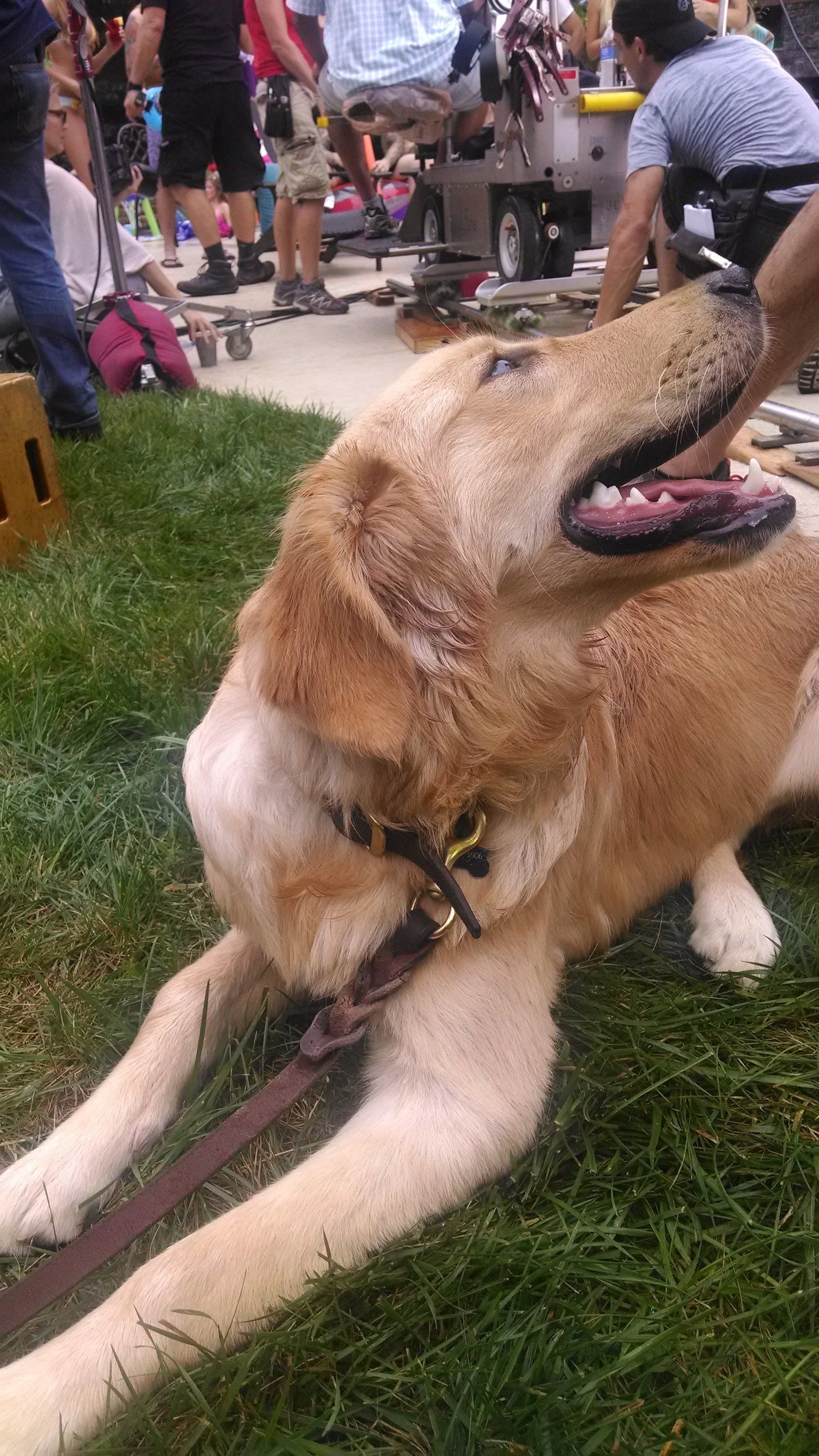 Dog Training Chattanooga