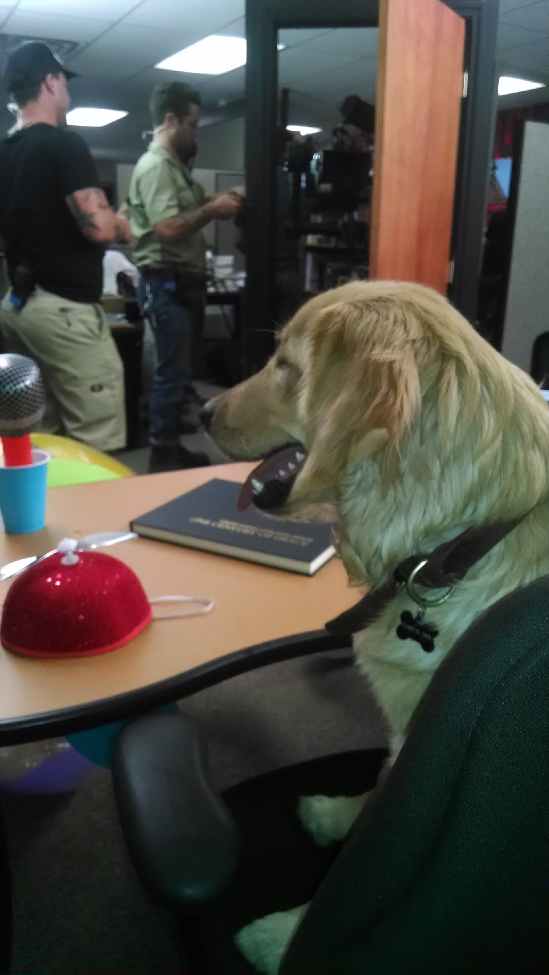 Dog Training Chattanooga