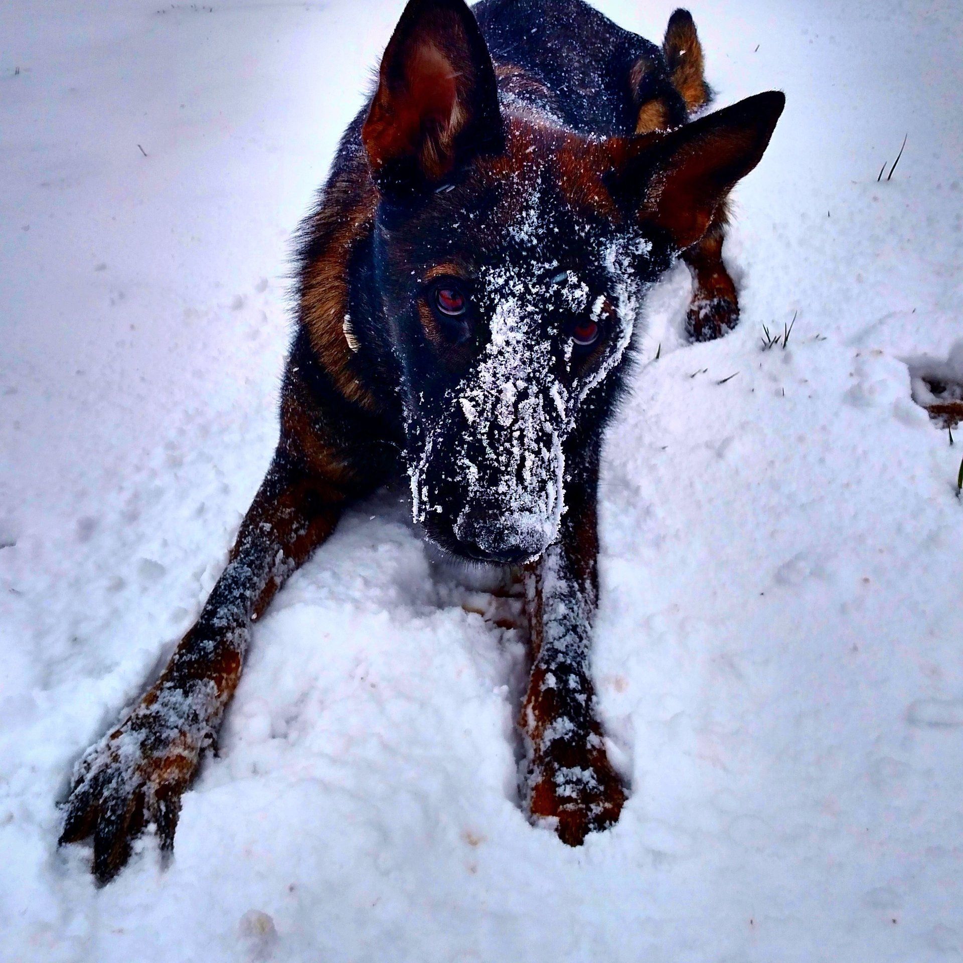 Dog Training Chattanooga