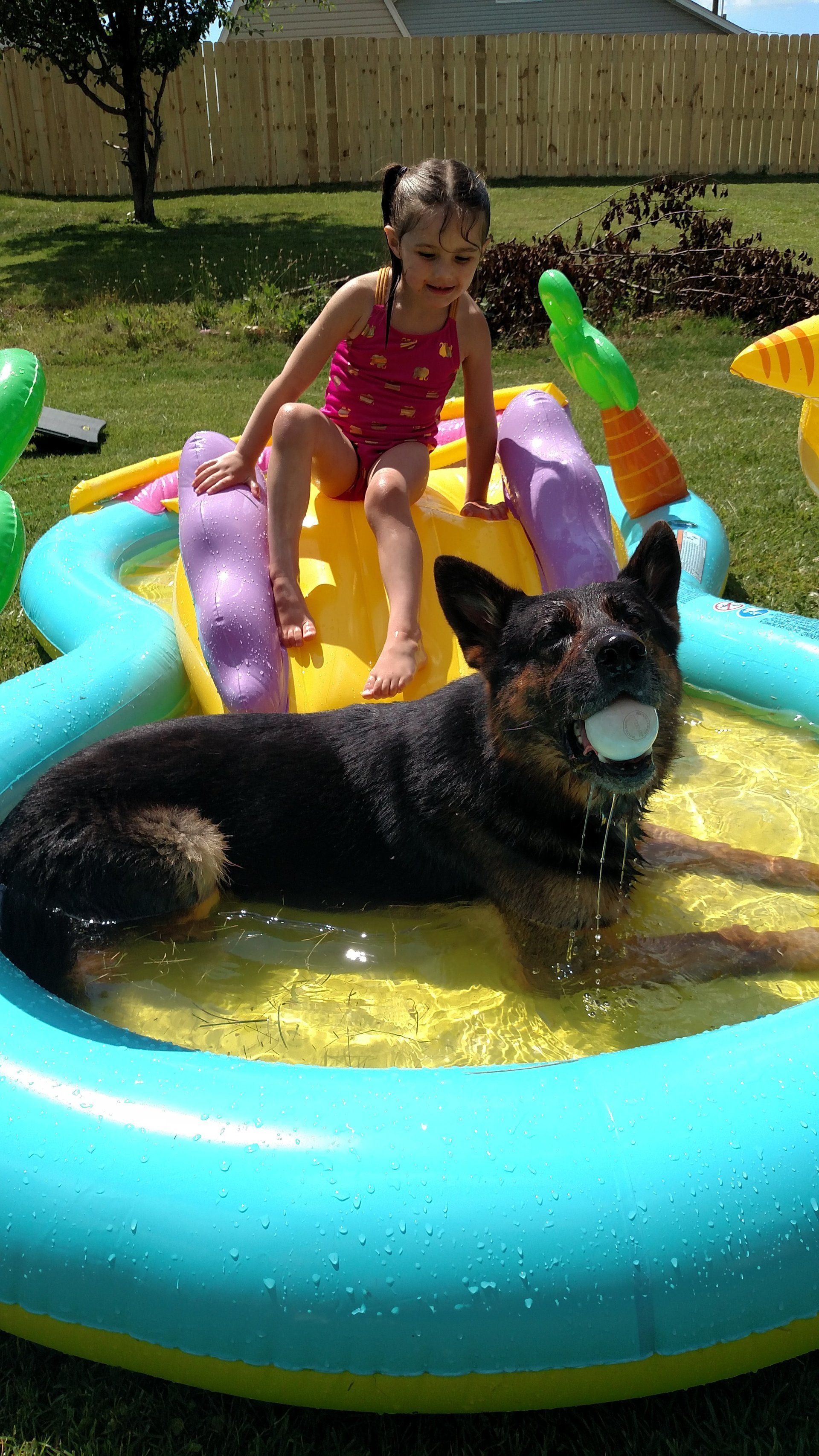 Dog Training Chattanooga