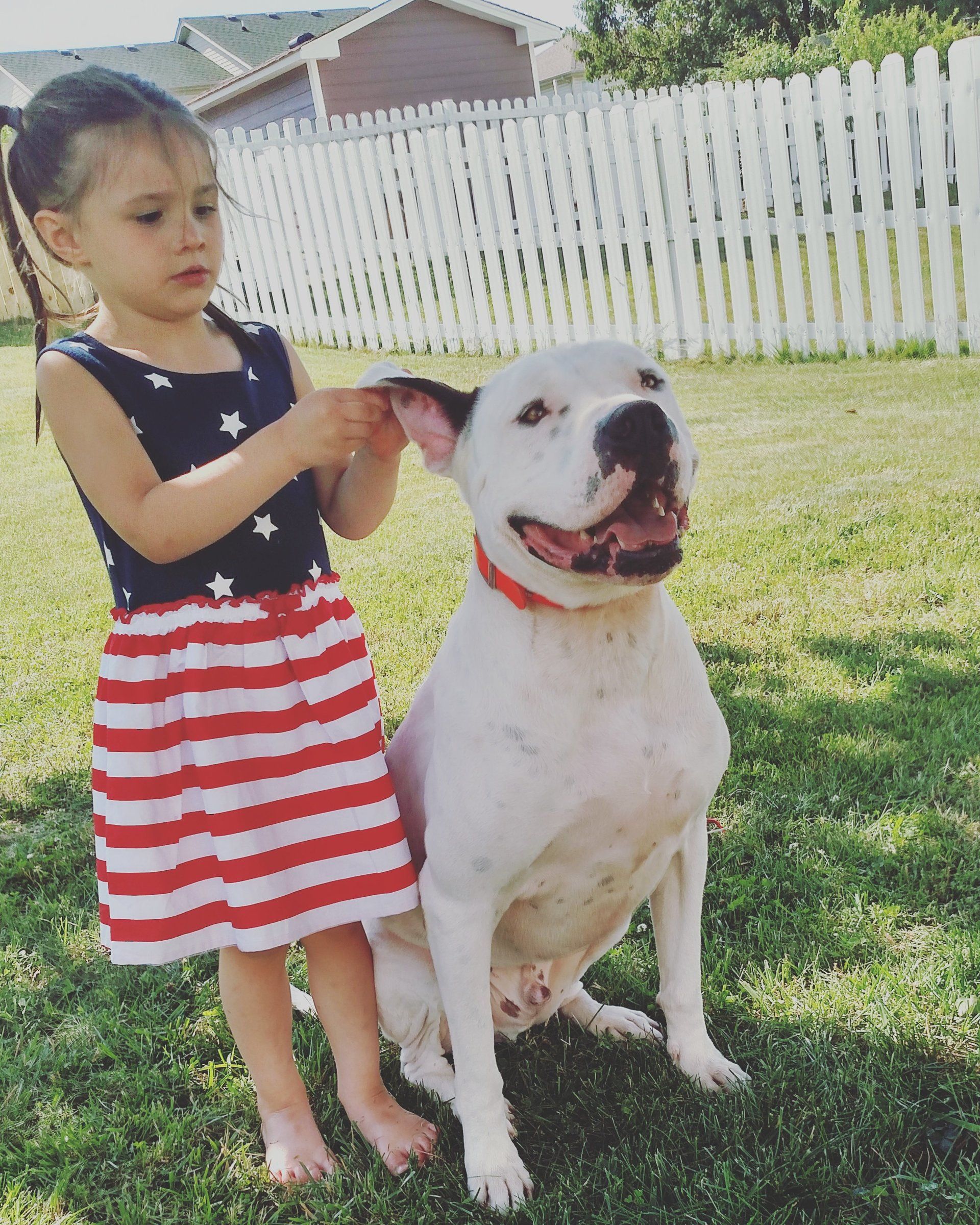 Dog Training Chattanooga