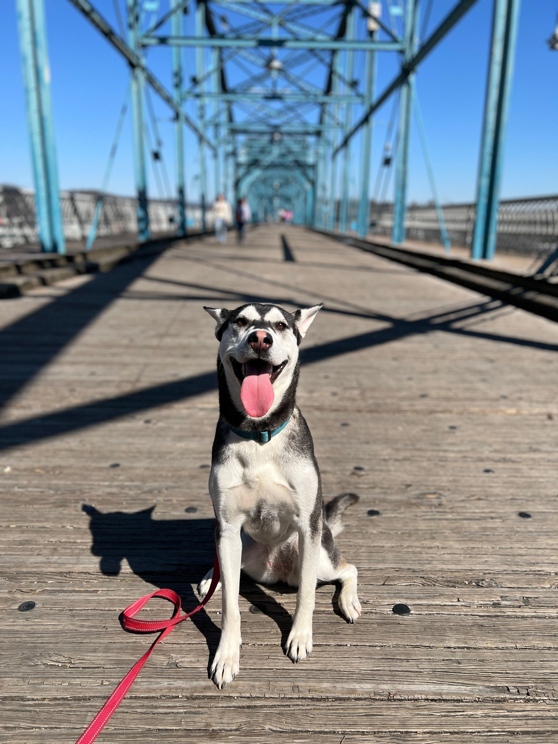 dog obedience school chattanooga tn