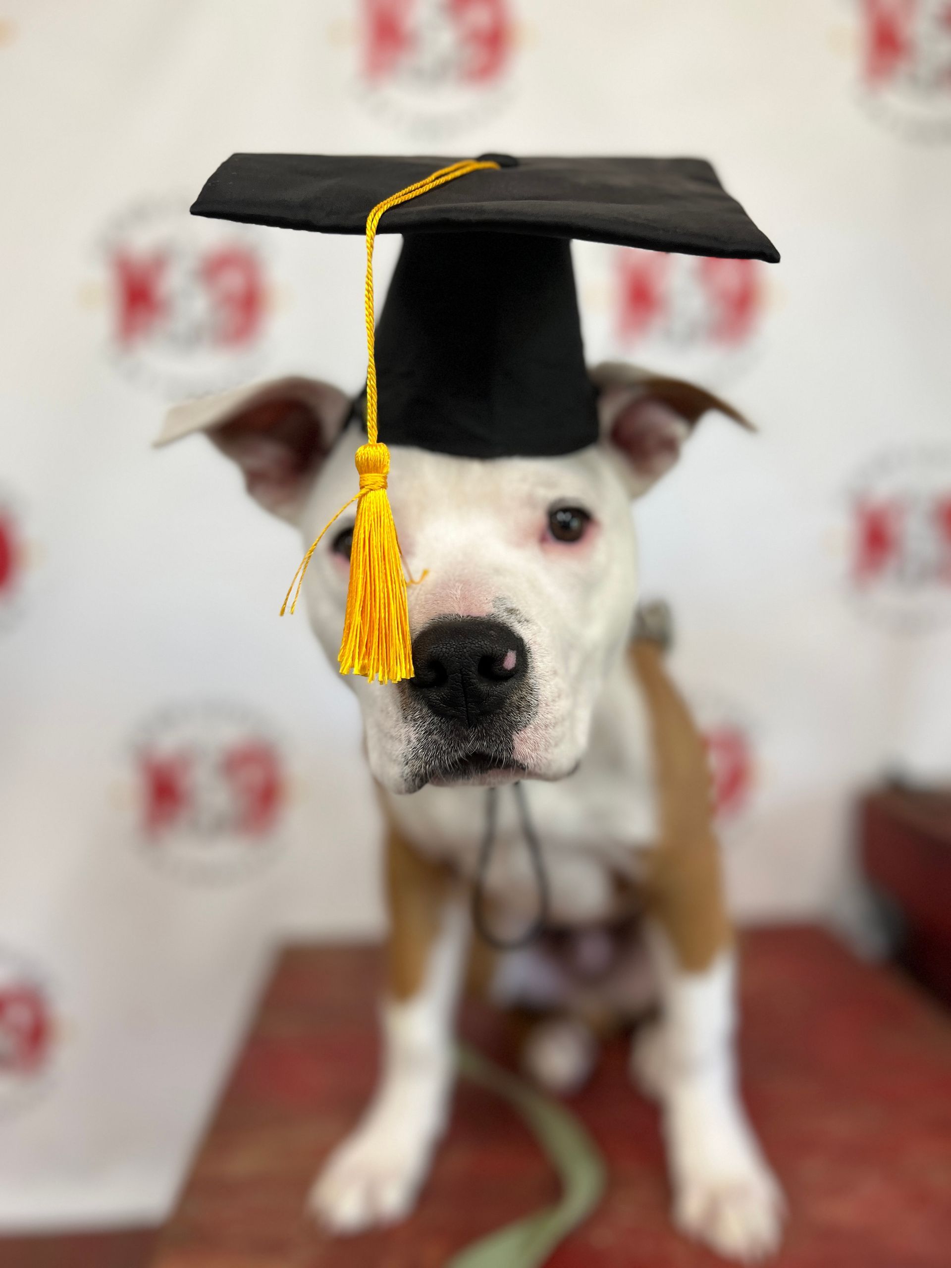 dog training in chattanooga