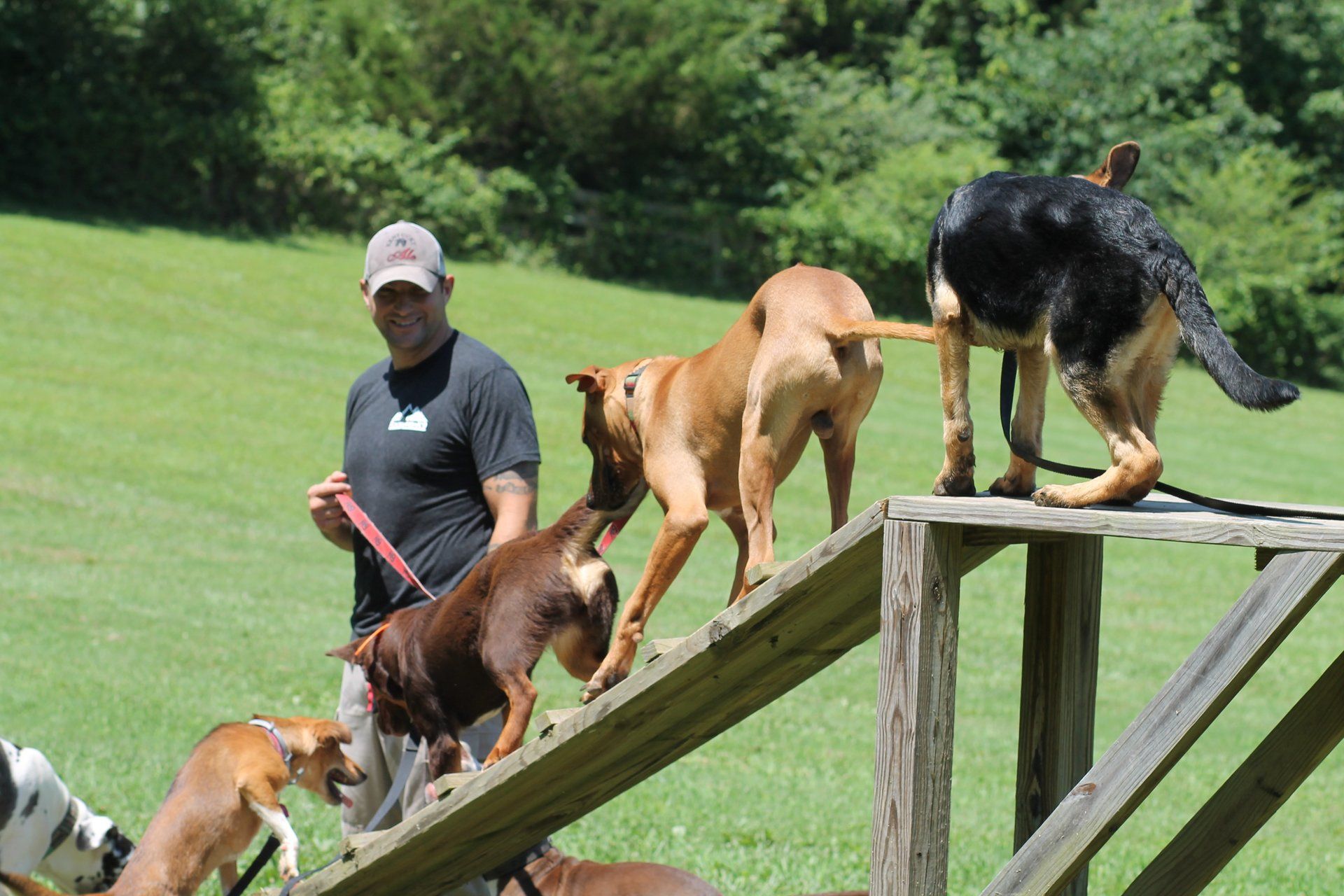 dog training school for obedience